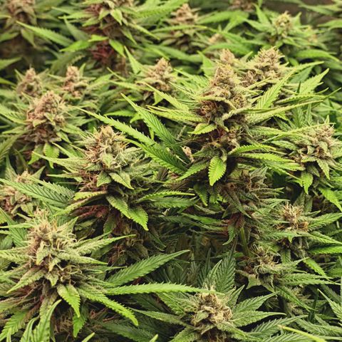 Red Hot Cookies growlog timeline photo