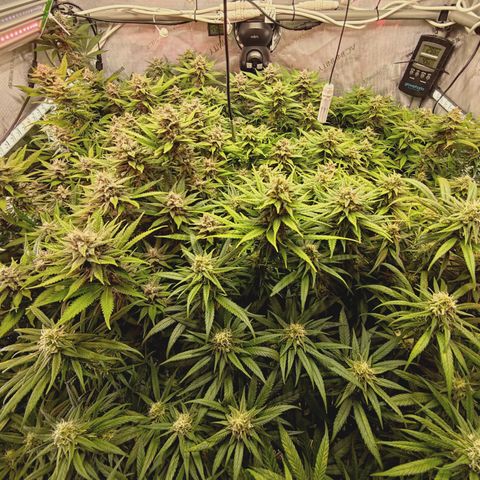 Red Hot Cookies growlog timeline photo