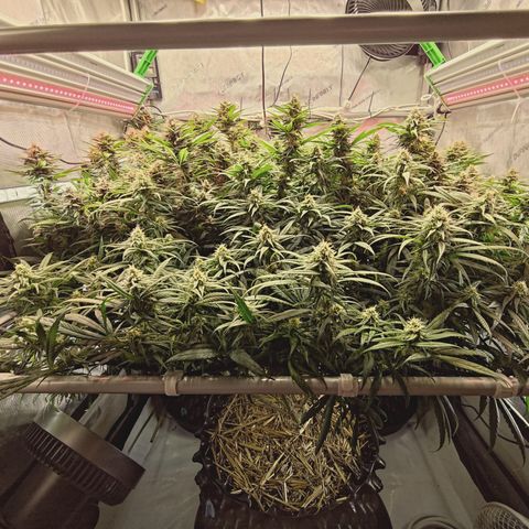 Red Hot Cookies growlog timeline photo