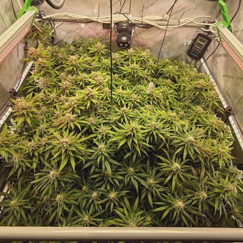 Red Hot Cookies growlog timeline photo