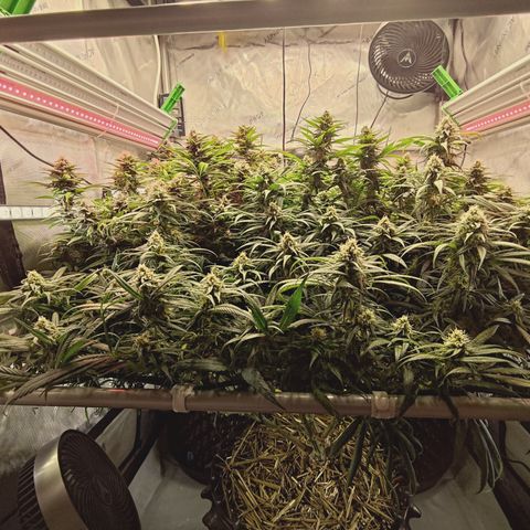 Red Hot Cookies growlog timeline photo