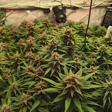 Red Hot Cookies growlog timeline photo