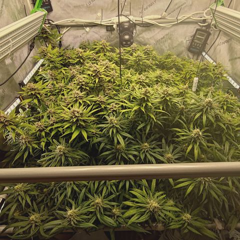 Red Hot Cookies growlog timeline photo