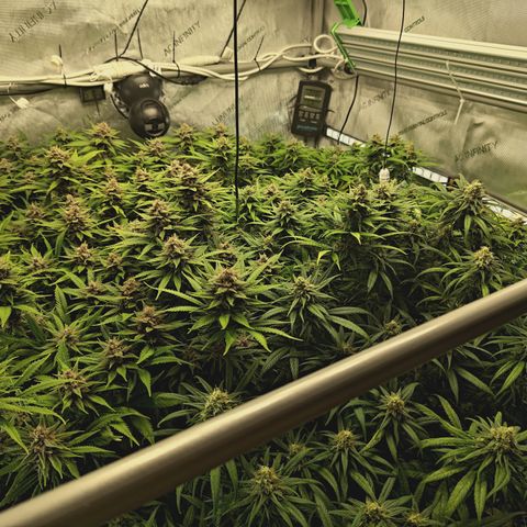 Red Hot Cookies growlog timeline photo