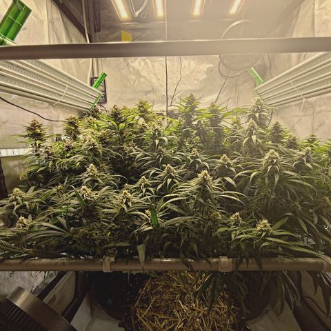 Red Hot Cookies growlog timeline photo