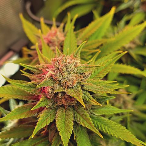 Red Hot Cookies growlog timeline photo