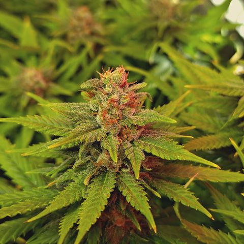 Red Hot Cookies growlog timeline photo