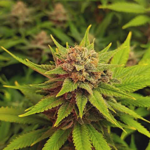 Red Hot Cookies growlog timeline photo