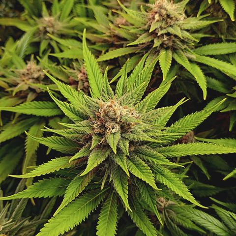 Red Hot Cookies growlog timeline photo