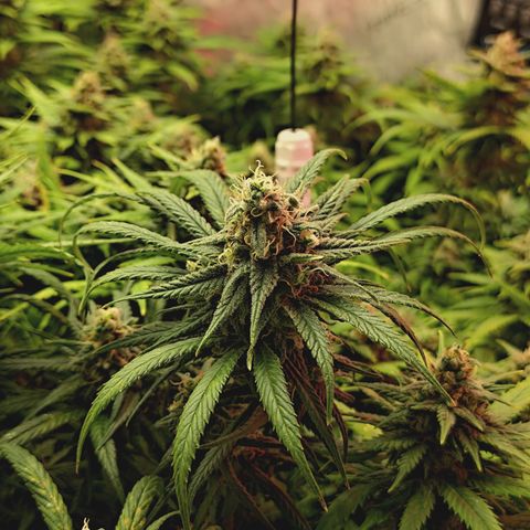 Red Hot Cookies growlog timeline photo