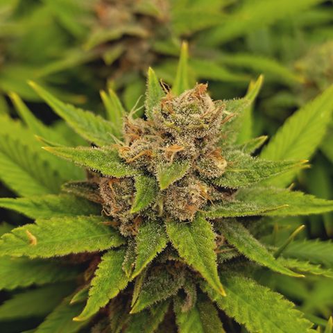 Red Hot Cookies growlog timeline photo