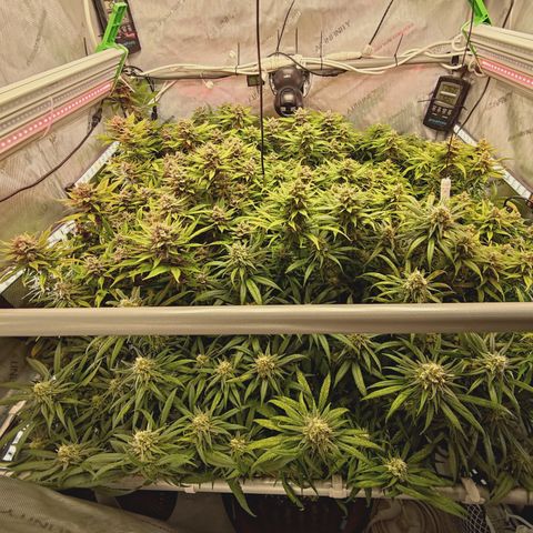 Red Hot Cookies growlog timeline photo