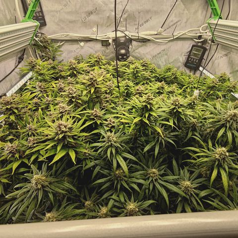 Red Hot Cookies growlog timeline photo