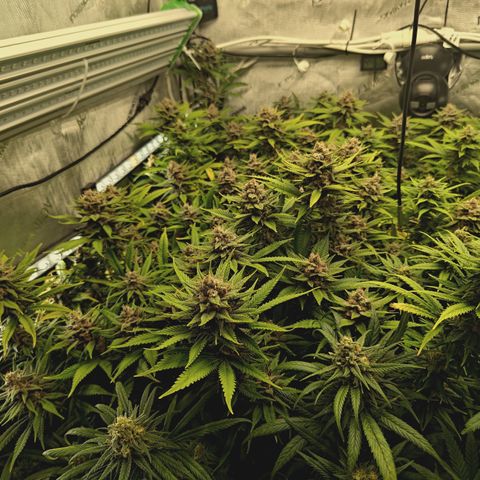 Red Hot Cookies growlog timeline photo