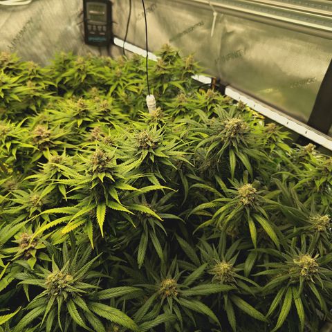 Red Hot Cookies growlog timeline photo