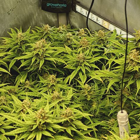 Red Hot Cookies growlog timeline photo