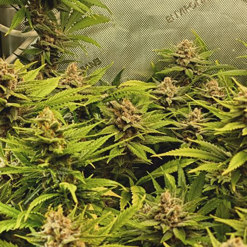 Red Hot Cookies growlog timeline photo