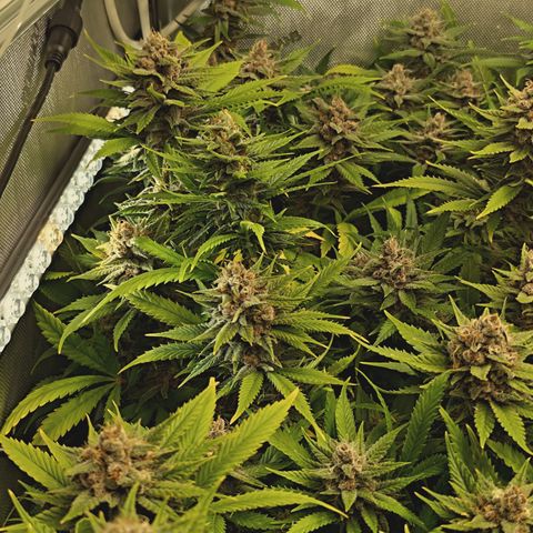 Red Hot Cookies growlog timeline photo