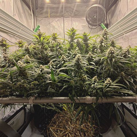 Red Hot Cookies growlog timeline photo