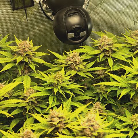 Red Hot Cookies growlog timeline photo