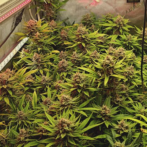 Red Hot Cookies growlog timeline photo