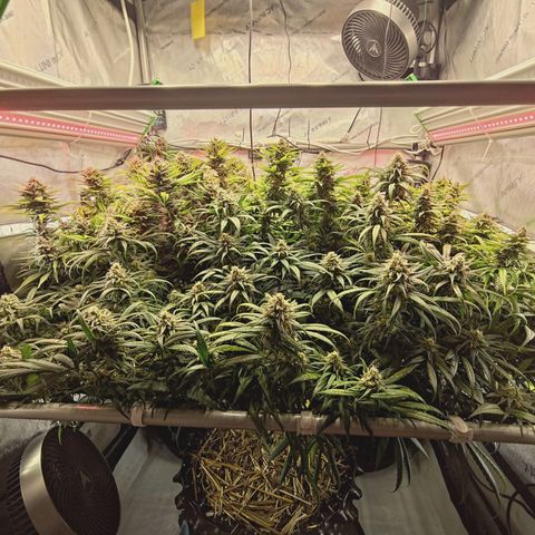 Red Hot Cookies growlog timeline photo