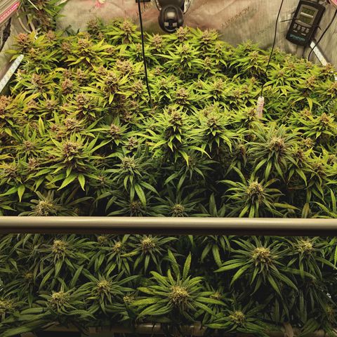 Red Hot Cookies growlog timeline photo