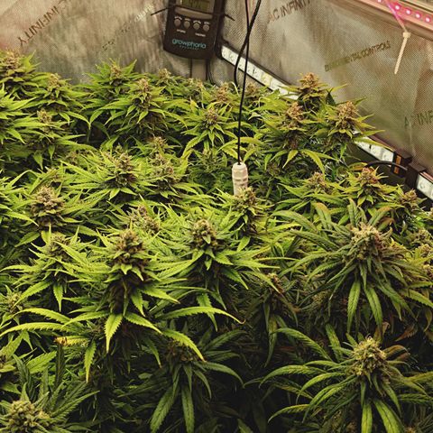 Red Hot Cookies growlog timeline photo