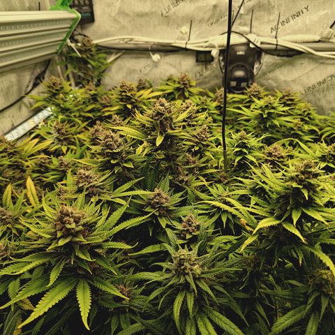 Red Hot Cookies growlog timeline photo