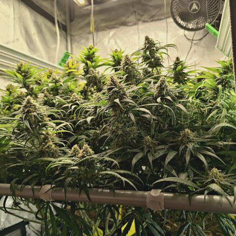 Red Hot Cookies growlog timeline photo