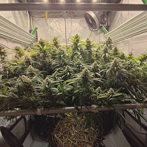 Red Hot Cookies growlog timeline photo