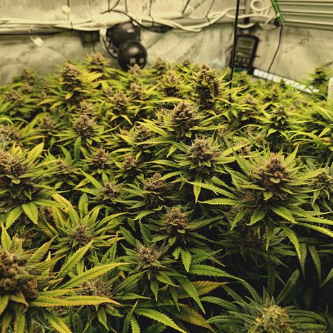 Red Hot Cookies growlog timeline photo