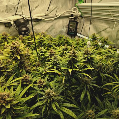 Red Hot Cookies growlog timeline photo