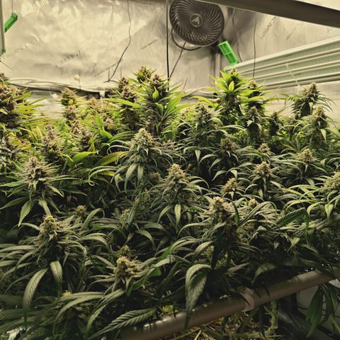 Red Hot Cookies growlog timeline photo