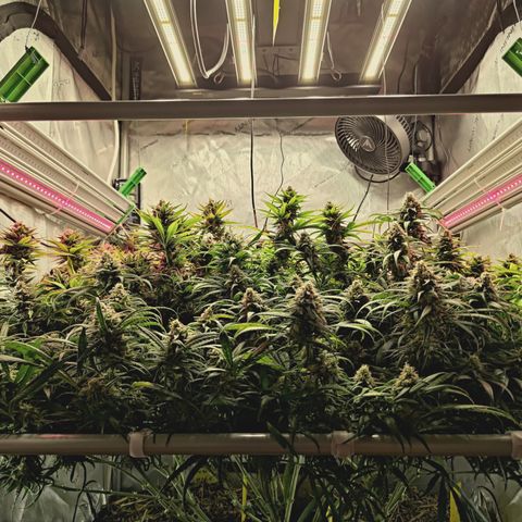 Red Hot Cookies growlog timeline photo