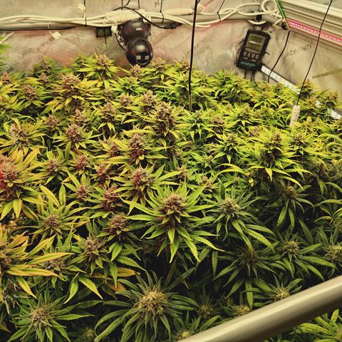 Red Hot Cookies growlog timeline photo