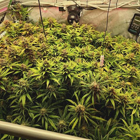 Red Hot Cookies growlog timeline photo