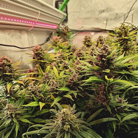 Red Hot Cookies growlog timeline photo