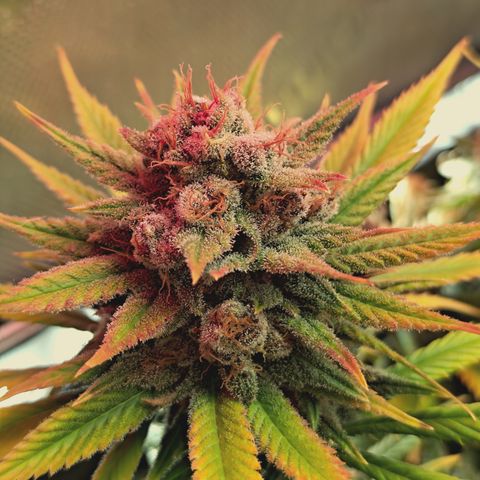 Red Hot Cookies growlog timeline photo