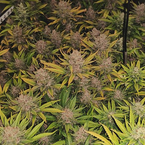 Red Hot Cookies growlog timeline photo