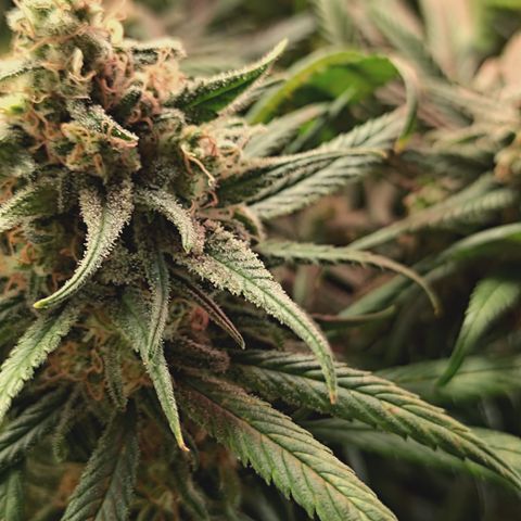 Red Hot Cookies growlog timeline photo
