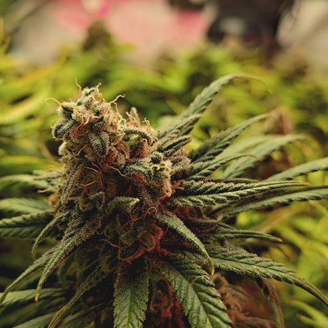 Red Hot Cookies growlog timeline photo