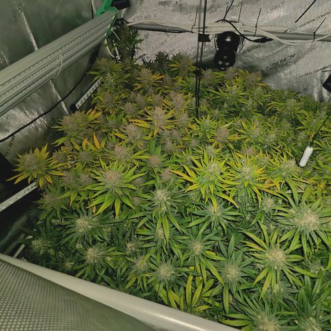 Red Hot Cookies growlog timeline photo