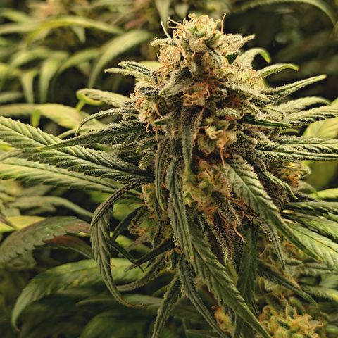 Red Hot Cookies growlog timeline photo