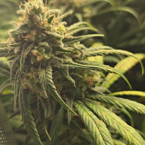 Red Hot Cookies growlog timeline photo