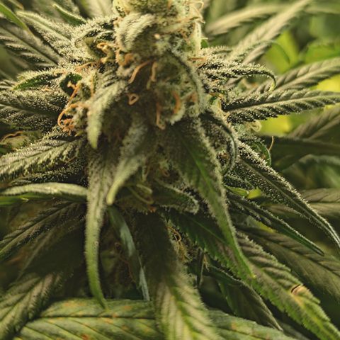 Red Hot Cookies growlog timeline photo