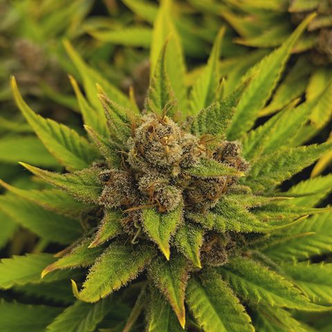 Red Hot Cookies growlog timeline photo