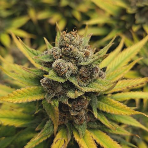 Red Hot Cookies growlog timeline photo