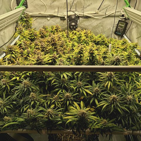 Red Hot Cookies growlog timeline photo
