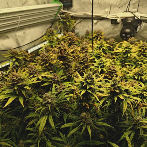 Red Hot Cookies growlog timeline photo